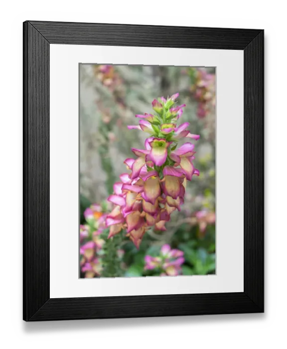 Framed Print : Foxglove, USA