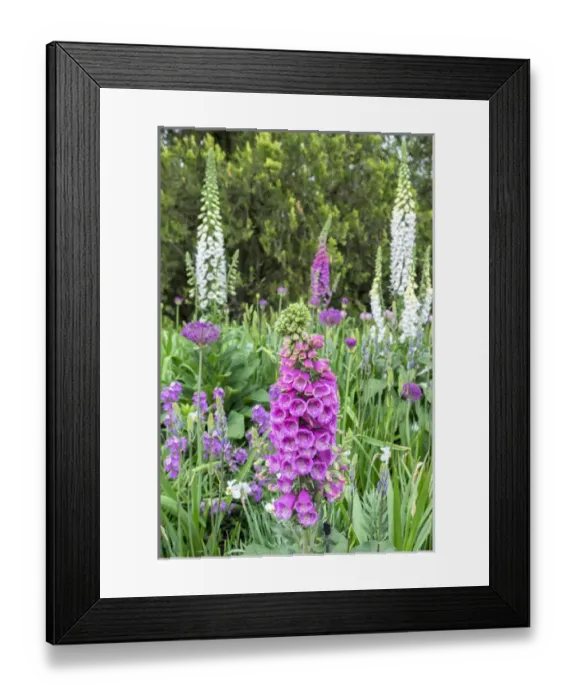 Framed Print : Longwood Gardens, spring flowers, Kennett Square, Pennsylvania, USA Framed Print : Longwood Gardens, spring flowers, Kennett Square, Pennsylvania, USA