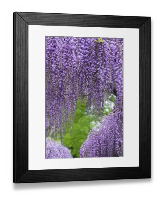Framed Print : Japanese Wisteria, Longwood Gardens, Kennett Square, Pennsylvania, USA Framed Print : Japanese Wisteria, Longwood Gardens, Kennett Square, Pennsylvania, USA