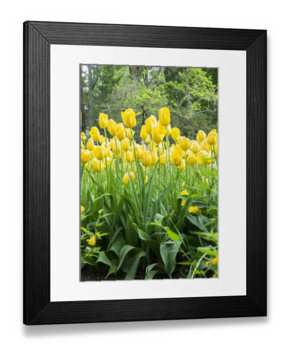 Framed Print : Yellow tulips, Kennett Square, Pennsylvania, USA Framed Print : Yellow tulips, Kennett Square, Pennsylvania, USA