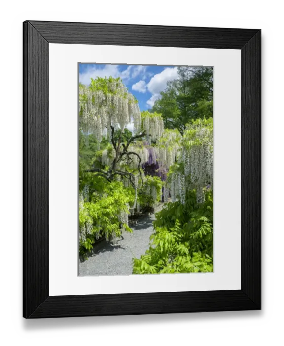 Framed Print : Japanese Wisteria, Longwood Gardens, Kennett Square, Pennslyvania, USA