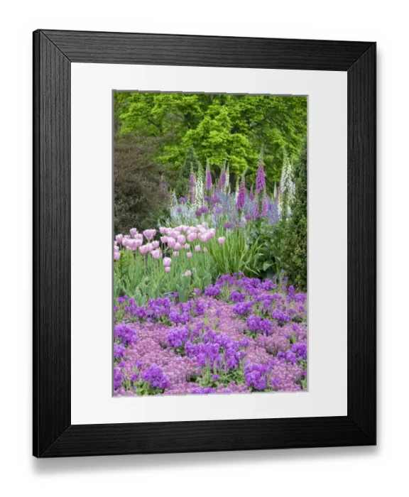 Framed Print : Longwood Gardens, spring flowers, Kennett Square, Pennsylvania, USA Framed Print : Longwood Gardens, spring flowers, Kennett Square, Pennsylvania, USA