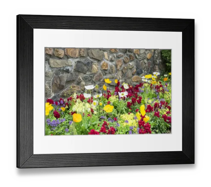 Framed Print : Longwood Gardens, Iceland Poppy, Kennett Square, Pennsylvania, USA Framed Print : Longwood Gardens, Iceland Poppy, Kennett Square, Pennsylvania, USA