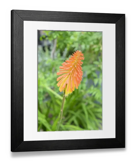 Framed Print : Red-Hot-Poker plant, USA