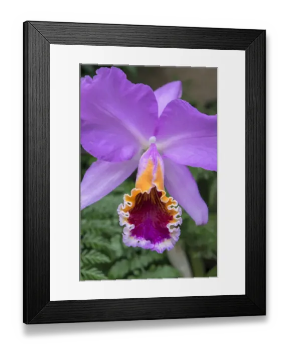 Framed Print : purple orchid, USA Framed Print : purple orchid, USA