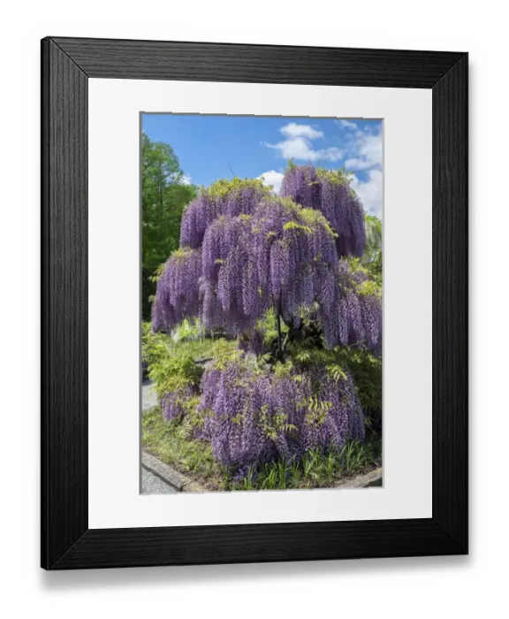 Framed Print : Japanese Wisteria, Longwood Gardens, Kennett Square, Pennslyvania, USA Framed Print : Japanese Wisteria, Longwood Gardens, Kennett Square, Pennslyvania, USA