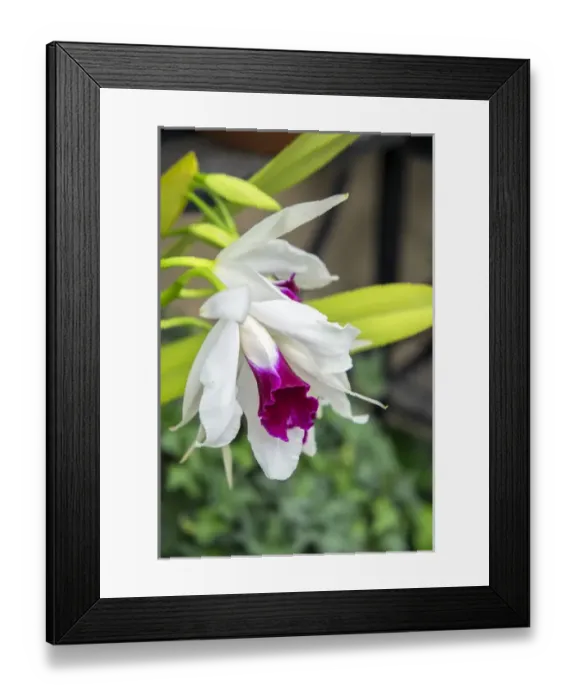 Framed Print : White orchid, USA