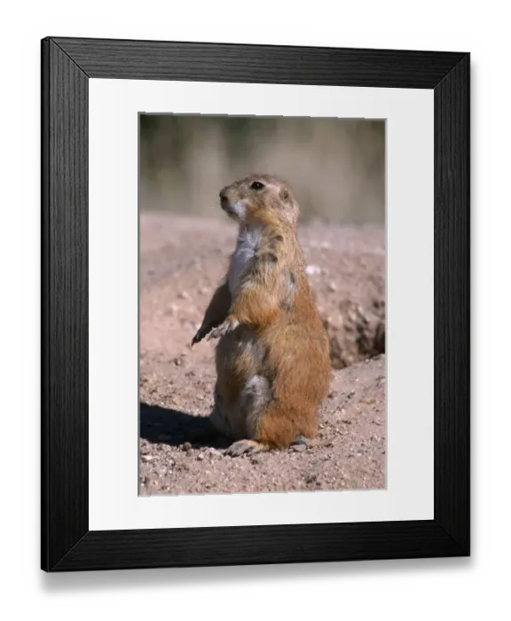 Framed Print : Black-tailed prairie dog (Cynomys ludovicianus) standing, Badlands National Park Framed Print : Black-tailed prairie dog (Cynomys ludovicianus) standing, Badlands National Park