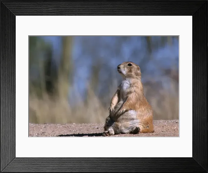 Framed Print : Black-tailed prairie dog (Cynomys ludovicianus) sitting, Badlands National Park, South Dakota
