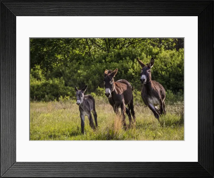 Framed Print : Wild burros in Custer State Park, South Dakota, USA Framed Print : Wild burros in Custer State Park, South Dakota, USA