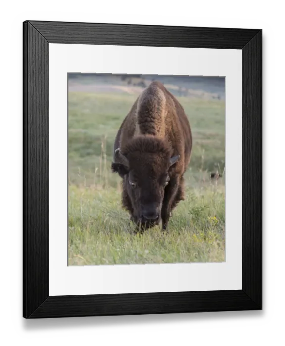 Framed Print : Buffalo in Custer State Park Framed Print : Buffalo in Custer State Park