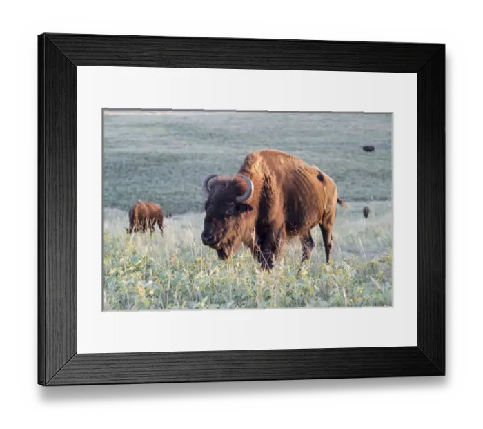Framed Print : Buffalo in Custer State Park Framed Print : Buffalo in Custer State Park
