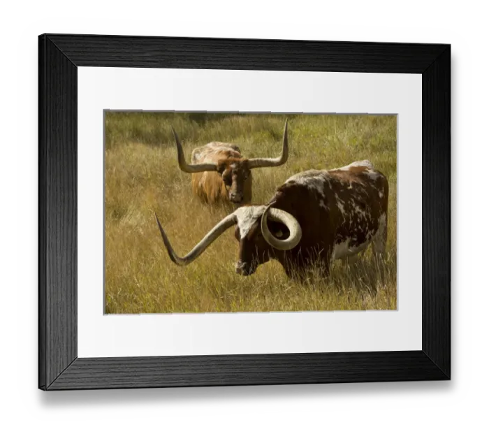 Framed Print : Texas longhorn, Custer, South Dakota, USA