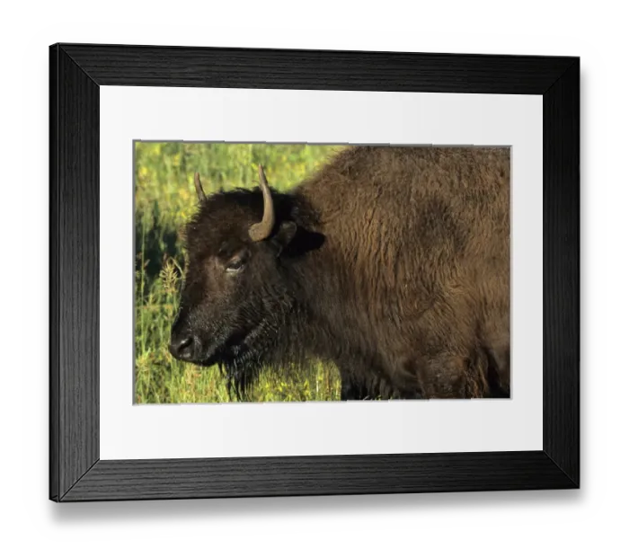 Framed Print : Bison (Bison bison) Custer State Park SD Framed Print : Bison (Bison bison) Custer State Park SD