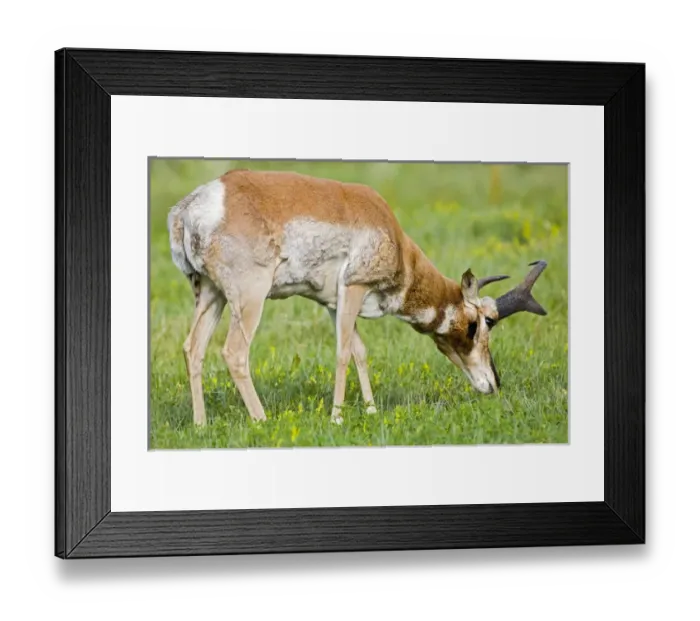 Framed Print : USA, South Dakota, Custer State Park. Adult male pronghorn antelope grazing. Credit as Fred J Framed Print : USA, South Dakota, Custer State Park. Adult male pronghorn antelope grazing. Credit as Fred J