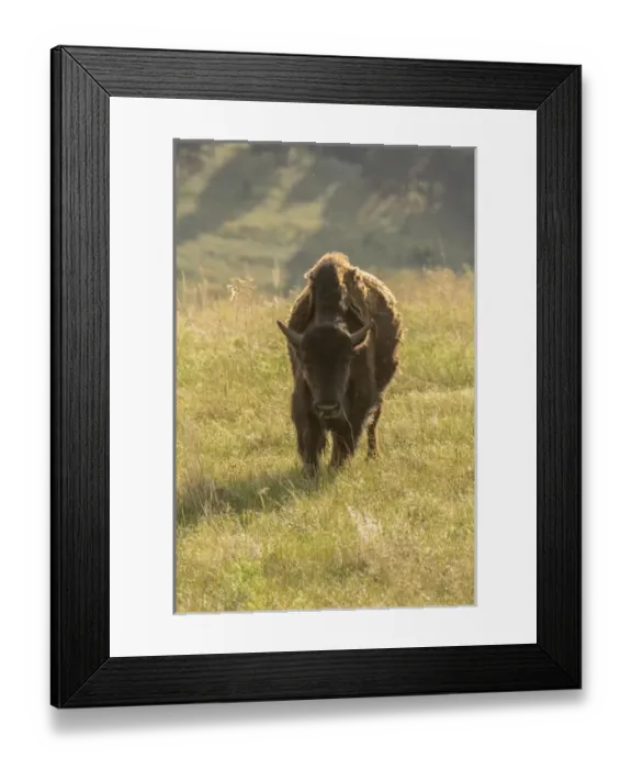 Framed Print : USA, South Dakota, Custer State Park. Front of adult bison Framed Print : USA, South Dakota, Custer State Park. Front of adult bison