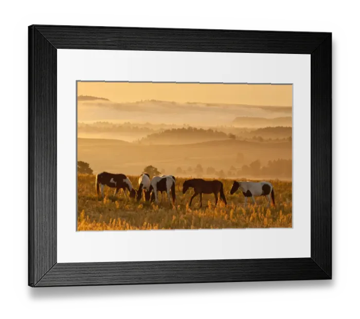Framed Print : USA, South Dakota. Paint horses at Black Hills Wild Horse Sanctuary Framed Print : USA, South Dakota. Paint horses at Black Hills Wild Horse Sanctuary