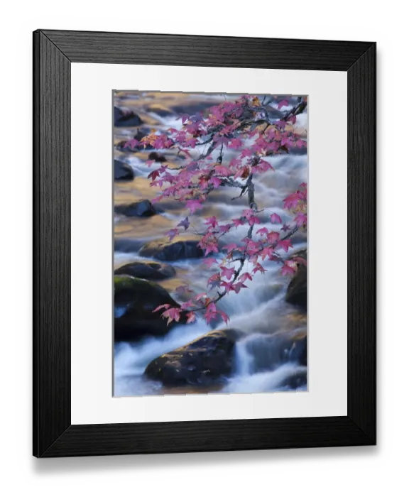 Framed Print : USA; North America, Smoky Mountains National Park; Fall foliage at a mountain stream Framed Print : USA; North America, Smoky Mountains National Park; Fall foliage at a mountain stream