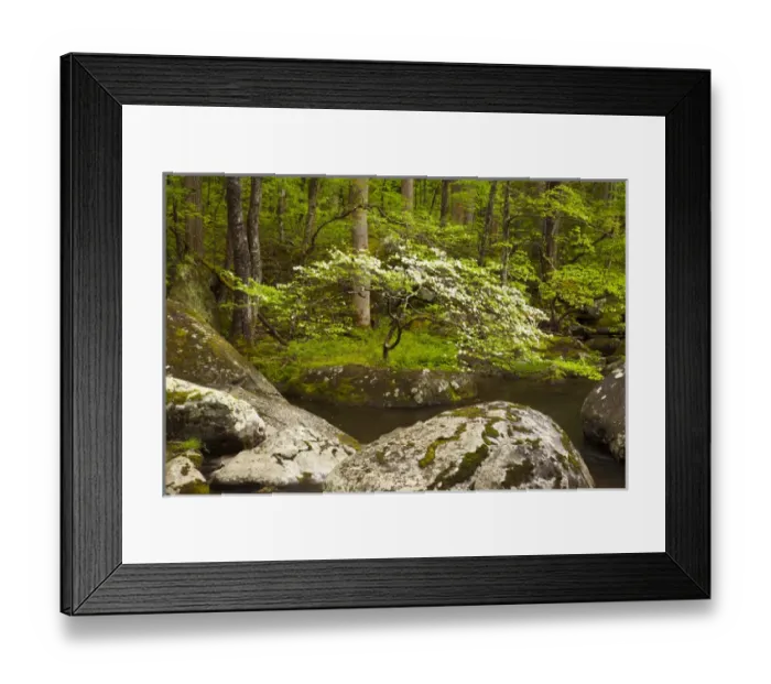 Framed Print : USA; North America; Tennessee; Great Smoky Mountain NP; Dogwood tree on the bank Framed Print : USA; North America; Tennessee; Great Smoky Mountain NP; Dogwood tree on the bank