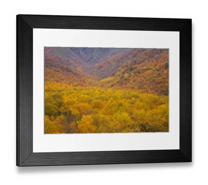 Framed Print : USA; North America, Smoky Mountains National Park; Fall foliage in the Smoky Mountains