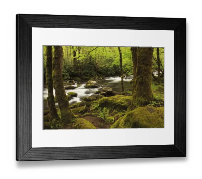 Framed Print : USA; North America; Tennessee; Great Smoky Mountain NP; Moss covered trees and rocks