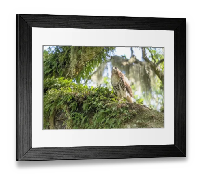 Framed Print : Red-tailed hawk, Murrells Inlet, South Carolina, USA Framed Print : Red-tailed hawk, Murrells Inlet, South Carolina, USA