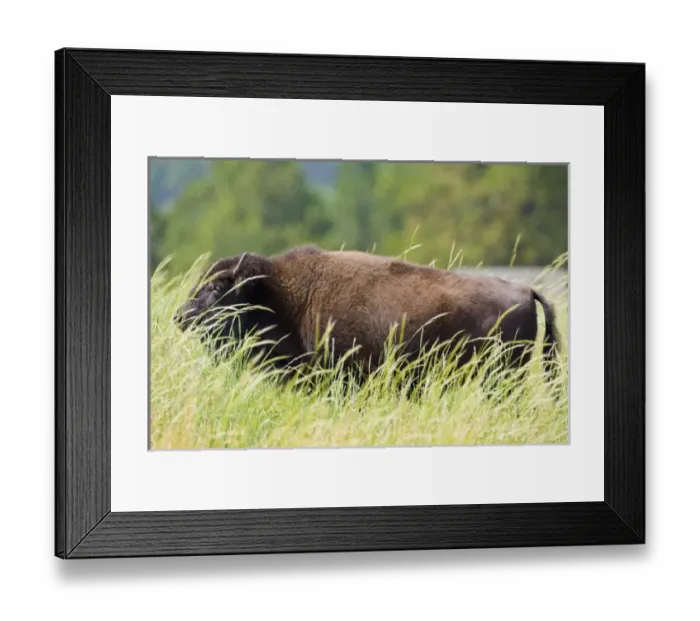 Framed Print : USA, South Dakota, Custer State Park. Adult buffalo in grassy field. Credit as Fred J