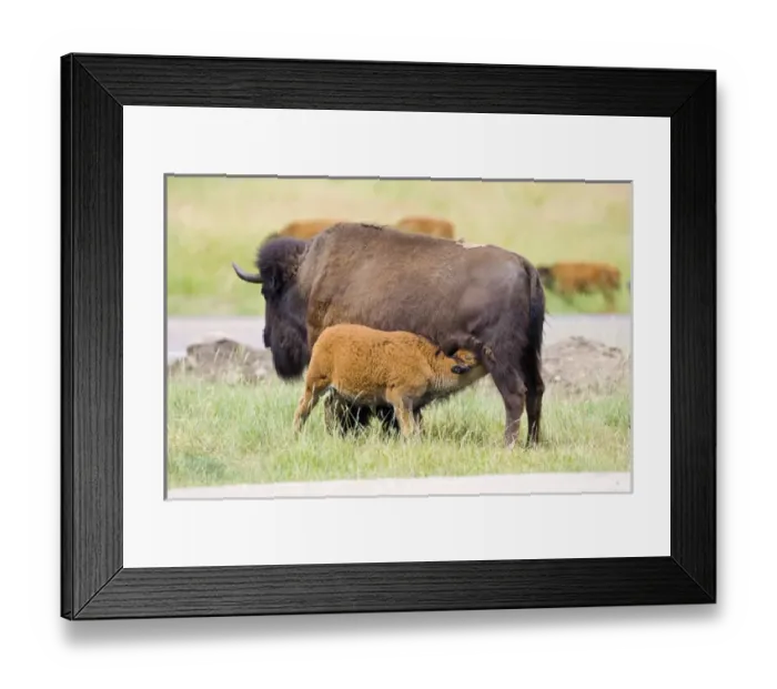Framed Print : USA, South Dakota, Custer State Park. Buffalo calf nursing