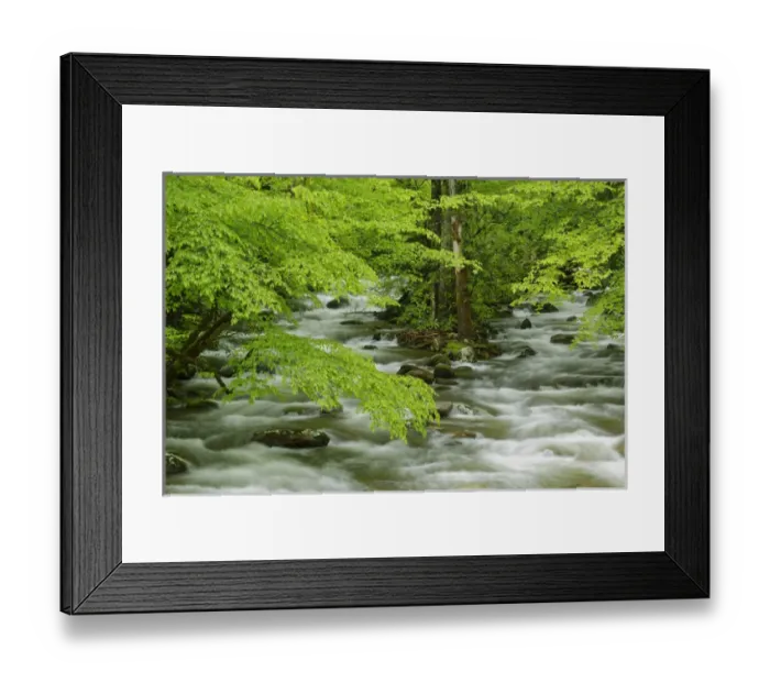 Framed Print : Overhanging maple tree branches in spring, Middle Prong, Great Smoky Mountains National Park