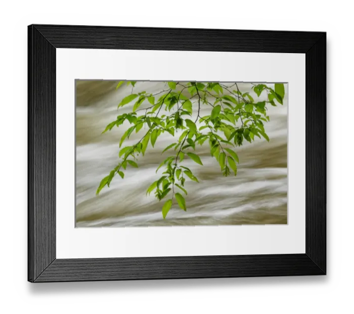 Framed Print : Overhanging maple tree branches in spring, Middle Prong, Great Smoky Mountains National Park