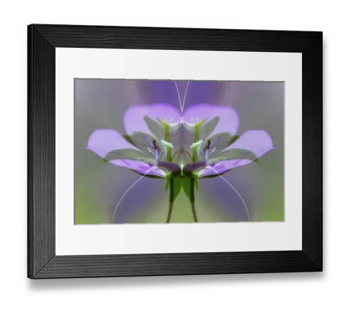Framed Print : Wild geranium with special effect, Great Smoky Mountains, National Park, Tennessee Framed Print : Wild geranium with special effect, Great Smoky Mountains, National Park, Tennessee
