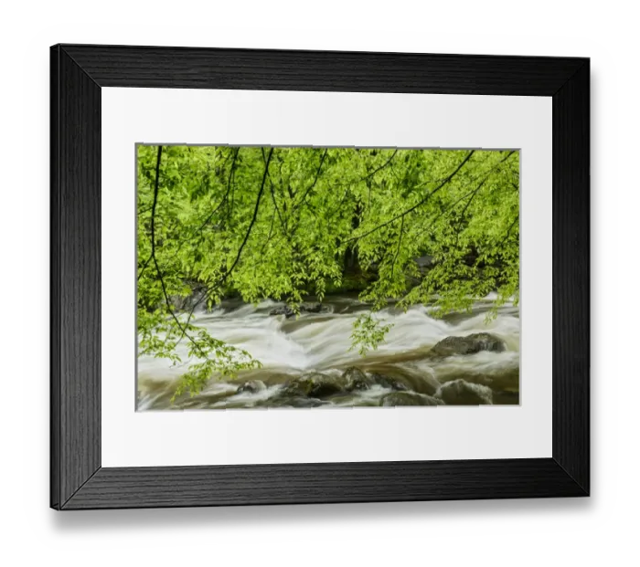 Framed Print : Overhanging maple tree branches in spring, Middle Prong, Great Smoky Mountains National Park Framed Print : Overhanging maple tree branches in spring, Middle Prong, Great Smoky Mountains National Park