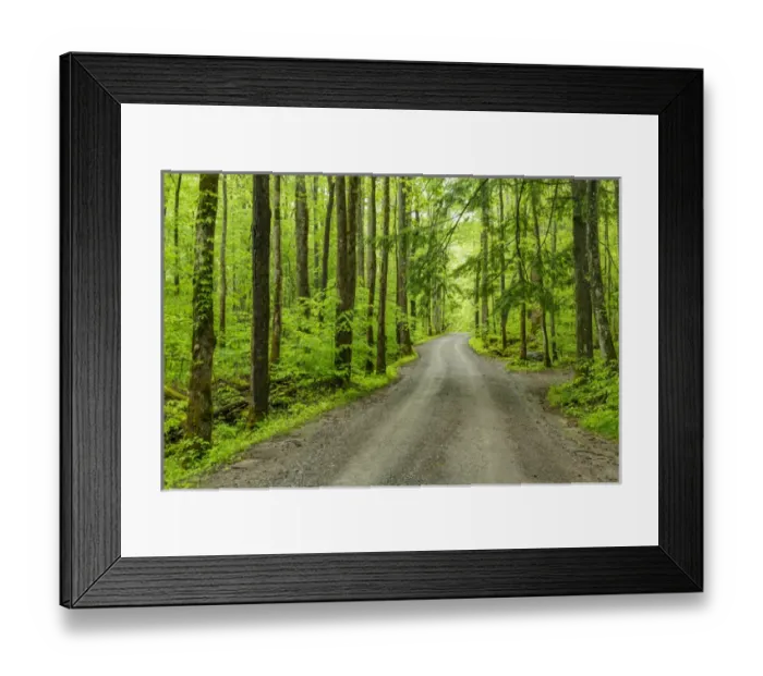 Framed Print : Upper Tremont Road in spring, Great Smoky Mountains National Park, Tennessee Framed Print : Upper Tremont Road in spring, Great Smoky Mountains National Park, Tennessee