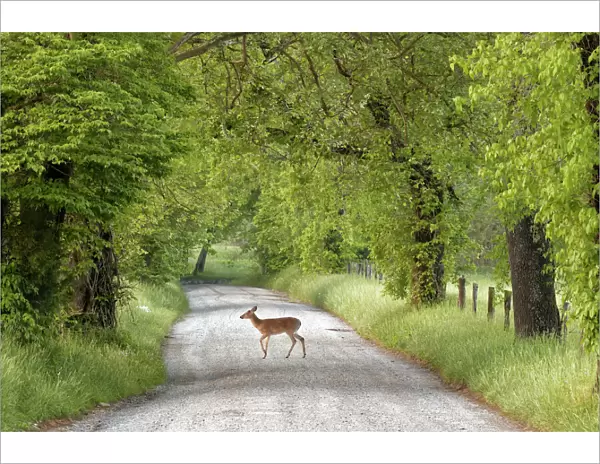 Female deer crossing Sparks Lane in morning, Cades Cove, Great Smoky Mountains National Park