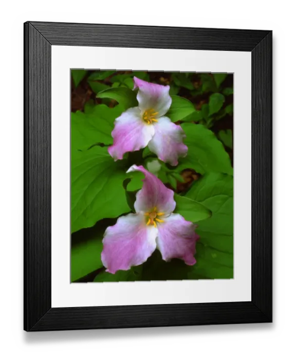 Framed Print : USA; Tennessee, Great Smoky Mountains National Park, Trllium Wildflowers Framed Print : USA; Tennessee, Great Smoky Mountains National Park, Trllium Wildflowers