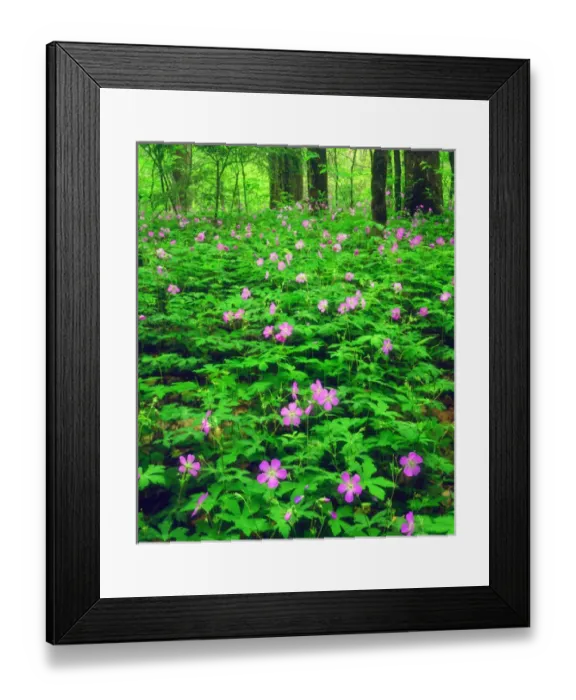 Framed Print : USA, Tennessee, Great Smoky Mountain National Park. A Wildflowers in the forest