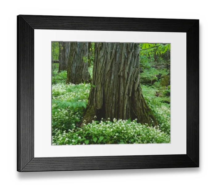 Framed Print : USA; Tennessee; Great Smoky Mountain National Park; Wildflowers and Old Growth Trees Framed Print : USA; Tennessee; Great Smoky Mountain National Park; Wildflowers and Old Growth Trees