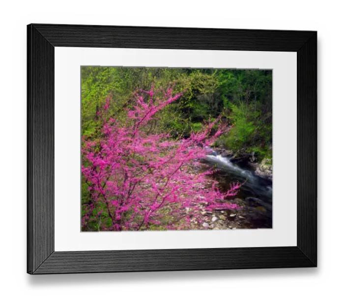 Framed Print : USA, Tennessee, Great Smoky Mountain National Park. A Redbud Wildflowers in the forest Framed Print : USA, Tennessee, Great Smoky Mountain National Park. A Redbud Wildflowers in the forest