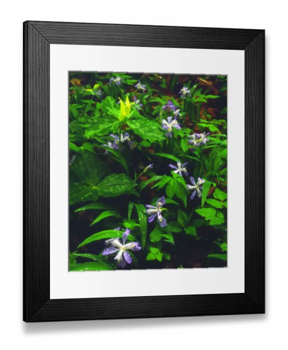 Framed Print : USA; Tennessee; Trillium and Iris Wildflowers in Great Smoky Mountain National Park Framed Print : USA; Tennessee; Trillium and Iris Wildflowers in Great Smoky Mountain National Park