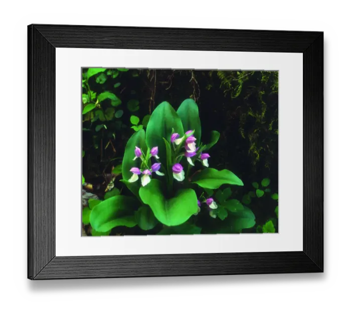 Framed Print : USA; Tennessee; Showy Orchis Wildflowers in Great Smoky Mountain National Park Framed Print : USA; Tennessee; Showy Orchis Wildflowers in Great Smoky Mountain National Park
