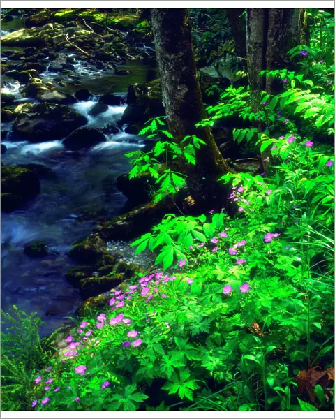 USA, Tennessee, Wildflowers along a stream in The Great Smoky Mountains
