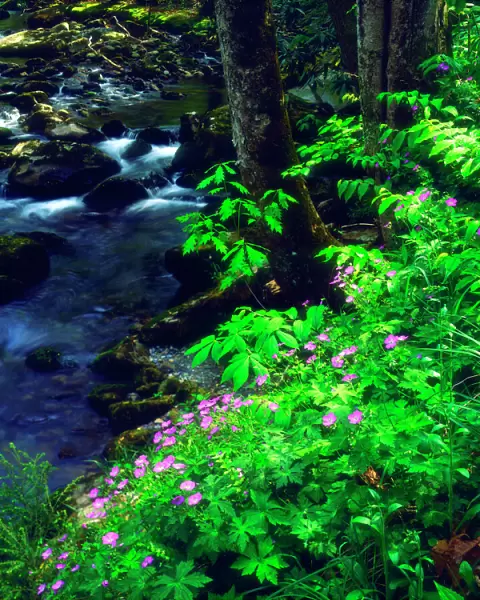 USA, Tennessee, Wildflowers along a stream in The Great Smoky Mountains
