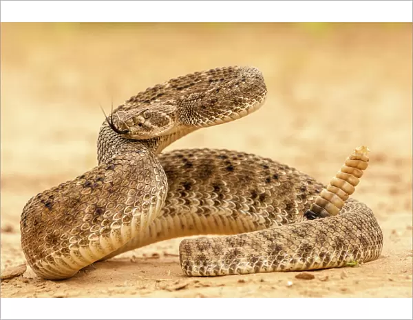 USA, Texas, Hidalgo County. Western diamondback rattlesnake coiled to strike. Credit as