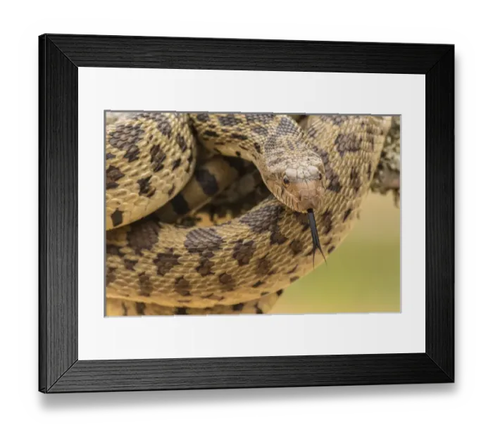 Framed Print : USA, Texas, Hidalgo County. Bull snake in tree Framed Print : USA, Texas, Hidalgo County. Bull snake in tree