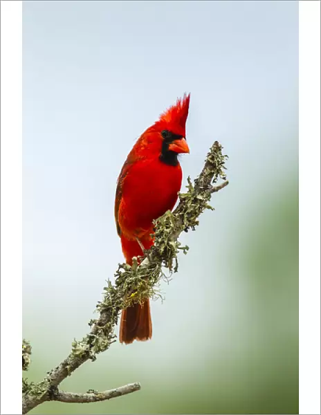 USA, Texas, Hidalgo County. Male cardinal on limb