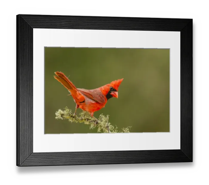 Framed Print : USA, Texas, Hidalgo County. Male cardinal on limb