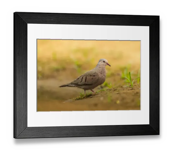 Framed Print : USA, Texas, Hidalgo County. Mourning dove close-up Framed Print : USA, Texas, Hidalgo County. Mourning dove close-up