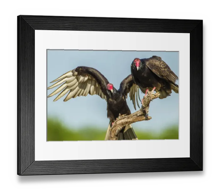Framed Print : USA, Texas, Hidalgo County. Close-up of two turkey vultures on limb
