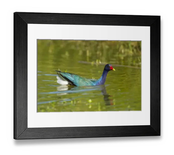 Framed Print : USA, Texas, Hidalgo County. Purple gallinule swimming Framed Print : USA, Texas, Hidalgo County. Purple gallinule swimming