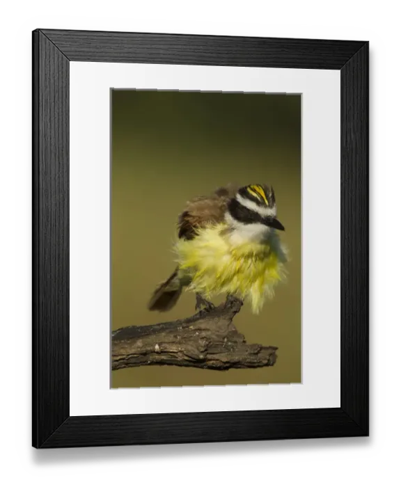 Framed Print : USA, Texas, Hidalgo County. Kiskadee with ruffled feathers Framed Print : USA, Texas, Hidalgo County. Kiskadee with ruffled feathers